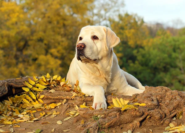 Een gele labrador in het park in het najaar — Stockfoto