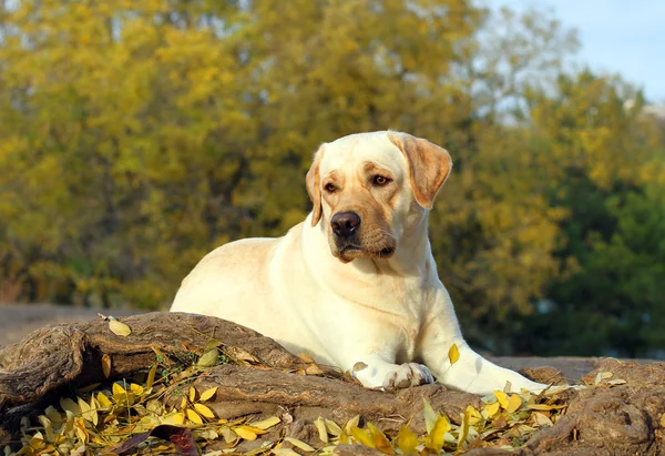 Le joli labrador jaune dans le parc en automne — Photo