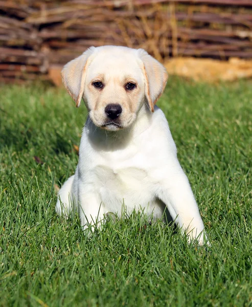 Wow nice schattige gele labrador puppy in de herfst — Stockfoto