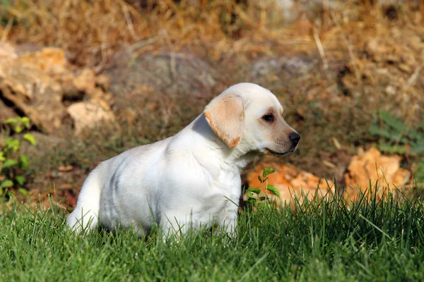 Schattige gele labrador puppy in de herfst — Stockfoto