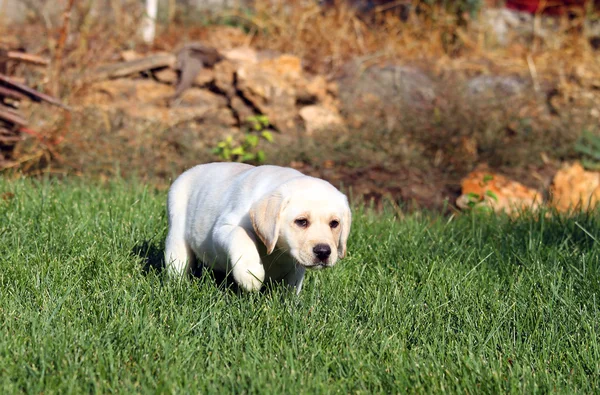 O filhote de cachorro labrador amarelo bonito no outono — Fotografia de Stock