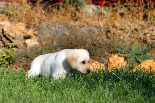 秋天可爱的黄色拉布拉多小狗 — 图库照片