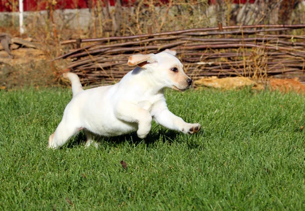 Симпатичный желтый щенок лабрадора осенью — стоковое фото