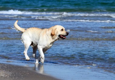 Deniz sarı labrador Yüzme