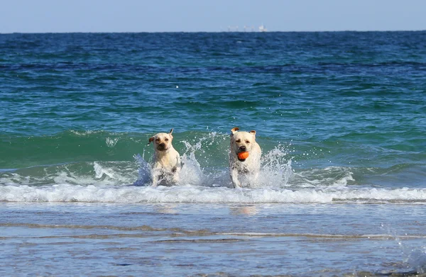 Labradors at the sea — Stock Photo, Image