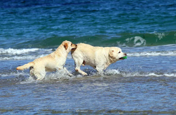 Twee labradors aan zee — Stockfoto