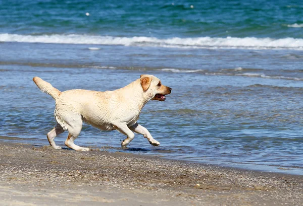 El labrador amarillo nadando en el mar —  Fotos de Stock