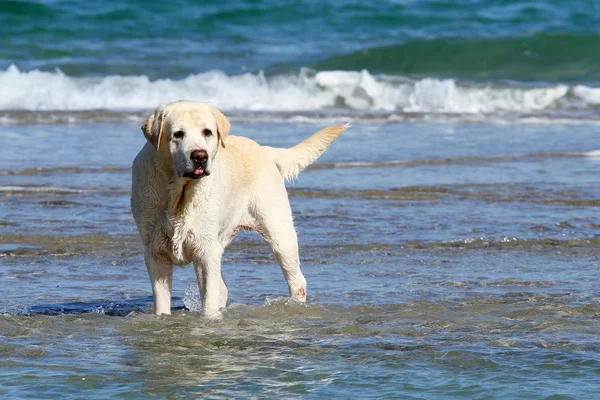 Το χαριτωμένο κίτρινο labrador παίζει στη θάλασσα — Φωτογραφία Αρχείου