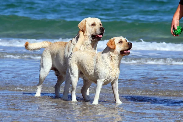 Två labradorer vid havet med en boll — Stockfoto