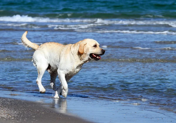 A yellow labrador swimming in the sea Stock Photo