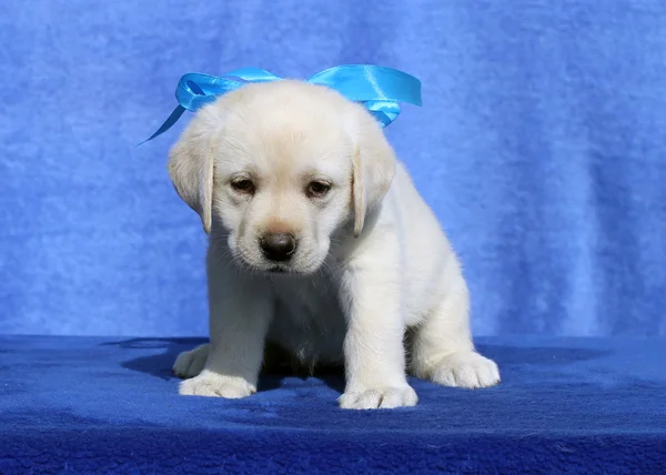 Hezké roztomilé štěně labrador na modrém pozadí — Stock fotografie