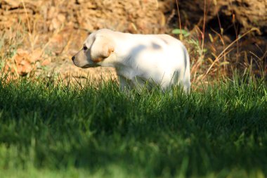 güzel şirin sarı labrador yavrusu yaz aylarında