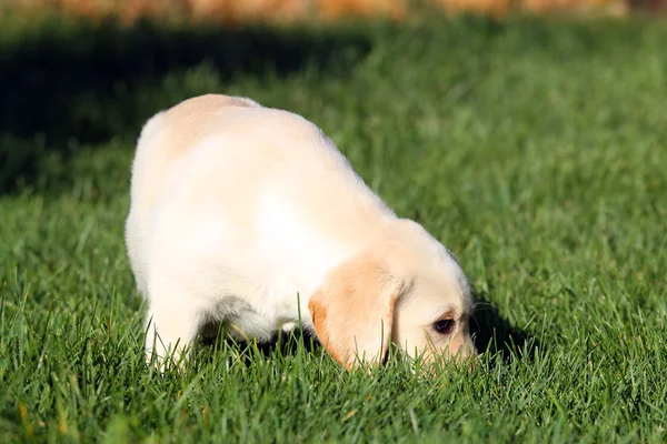 O filhote de cachorro labrador amarelo agradável no verão — Fotografia de Stock