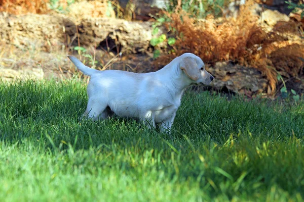 Szép aranyos sárga labrador kiskutya nyáron — Stock Fotó