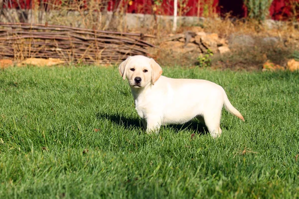 A nice little cute yellow labrador puppy in summer — Stock Photo, Image