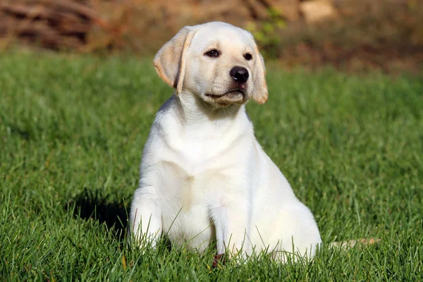 Simpatico cucciolo labrador giallo carino in estate erba — Foto Stock