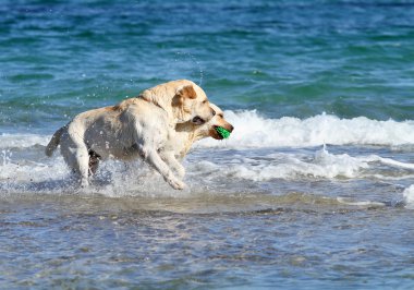 bir top ile denizde iki Labrador'un