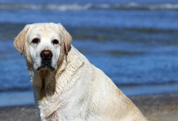 Το χαριτωμένο κίτρινο labrador πορτρέτο — Φωτογραφία Αρχείου