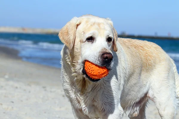 Roztomilý žlutý labrador s oranžová koule — Stock fotografie