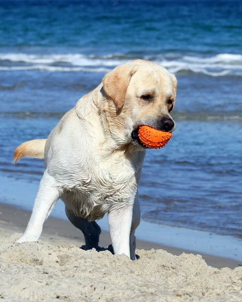 Roztomilý žlutý labrador s oranžová koule — Stock fotografie