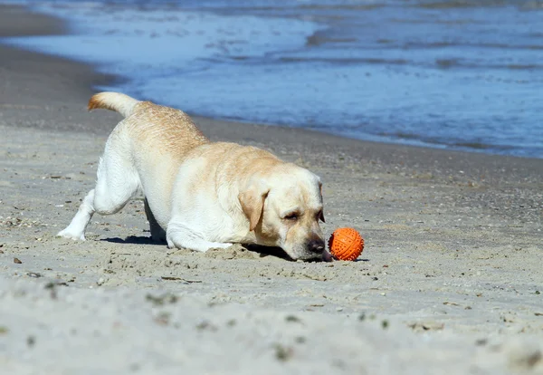 Lindo labrador amarillo jugando con bola naranja —  Fotos de Stock