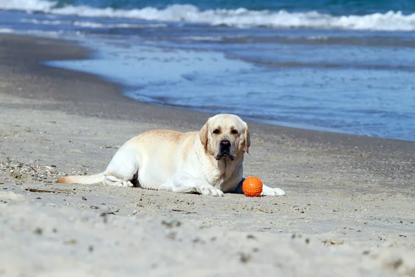 Niedlicher gelber Labrador mit orangefarbener Kugel — Stockfoto