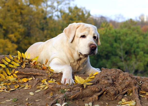 The nice yellow labrador in the park in autumn — Stock Photo, Image