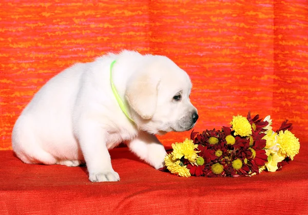 O filhote de cachorro agradável labrador no fundo laranja — Fotografia de Stock