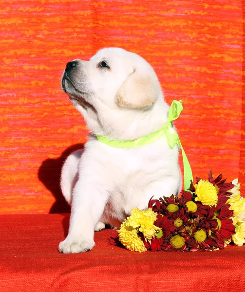 A nice labrador puppy on the orange background — Stock Photo, Image