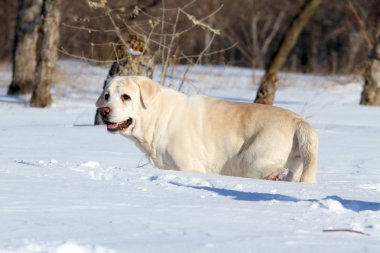 Sarı labrador kışın karda