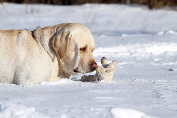 De gele labrador in de winter in de sneeuw met een speeltje — Stockfoto