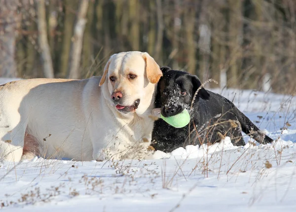 Deux labradors en hiver dans la neige — Photo