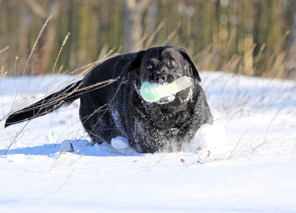 Черный лабрадор зимой в снегу — стоковое фото