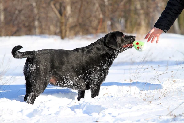 Le labrador noir en hiver dans la neige — Photo