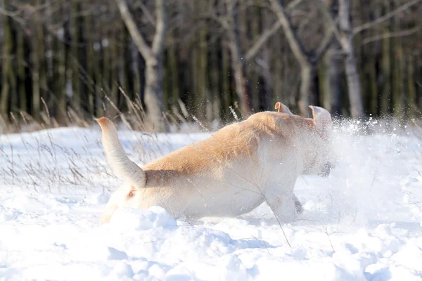 美丽的黄色拉布拉多在冬天在雪中 — 图库照片