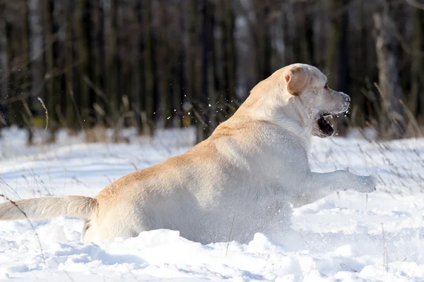 Ładny żółty labrador zimą w śniegu — Zdjęcie stockowe