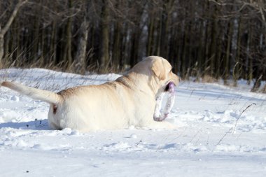 bir sarı labrador kışın karda bir oyuncakla