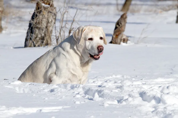 Yellow labrador zimą w śniegu — Zdjęcie stockowe