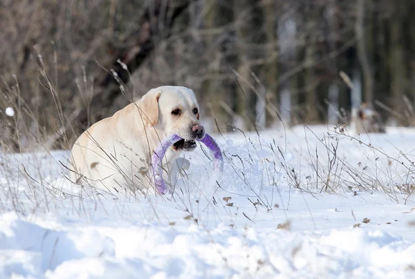 Yellow labrador zimą w śniegu z zabawką — Zdjęcie stockowe