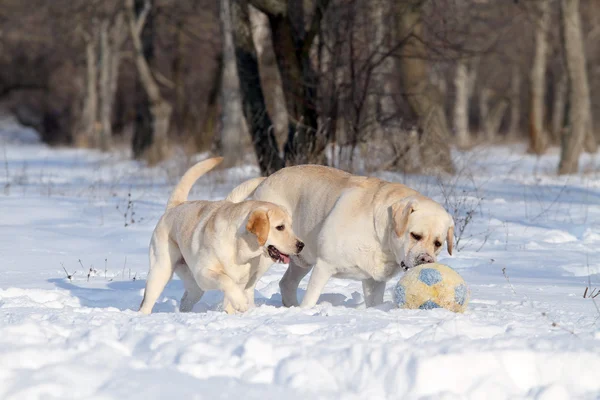 Deux beaux labradors jaunes en hiver dans la neige avec une boule — Photo