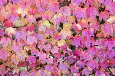 Çanakkale, Türkiye'de renkli sonbahar yaprakları