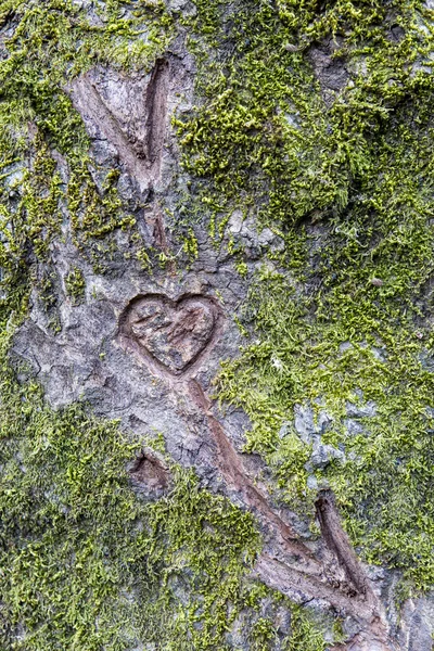 La terre sur l'écorce des arbres comme déclaration d'amour — Photo