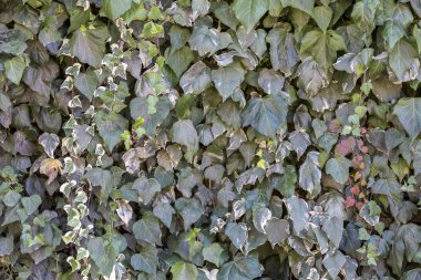 Renkli sarmaşık yaprakları, Çanakkale, Türkiye