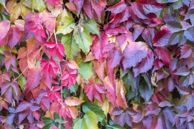 Kodese sarmaşık ile birlikte yeşil yaprakları renkli sonbahar yaprakları