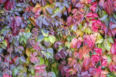 Kodese sarmaşık ile birlikte yeşil yaprakları renkli sonbahar yaprakları