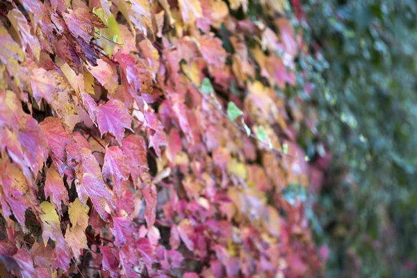 Çanakkale içinde yeşil yaprakları ile birlikte renkli sonbahar yaprakları — Stok fotoğraf