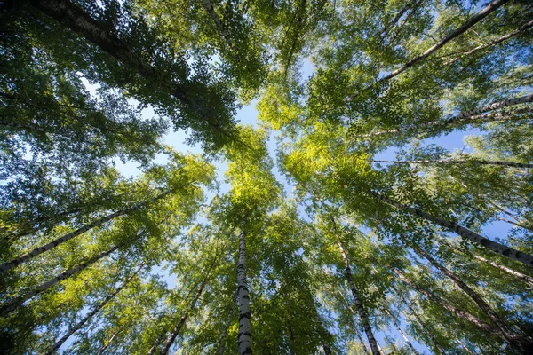 Olhando para cima em Floresta - Árvore verde ramos natureza abstrato — Fotografia de Stock