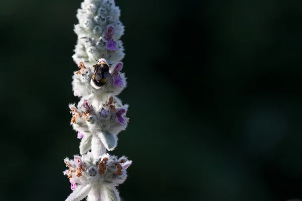 Macro disparo de un abejorro recogiendo polen de la flor con copyspace — Foto de Stock