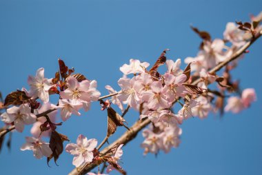 Kiraz çiçeği veya Sakura çiçek mavi gökyüzü ile
