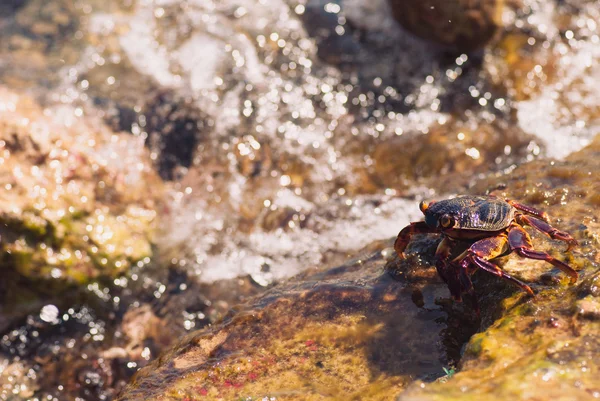 Мокрий морський краб на камені в сонячний літній день — стокове фото
